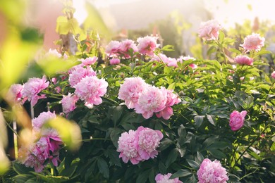 Blooming peony plant with beautiful pink flowers outdoors