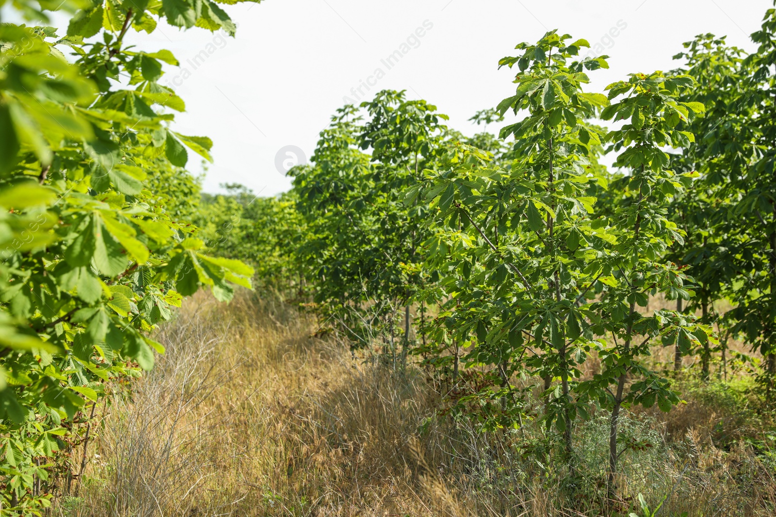 Photo of Young chestnut trees growing outdoors. Planting and gardening
