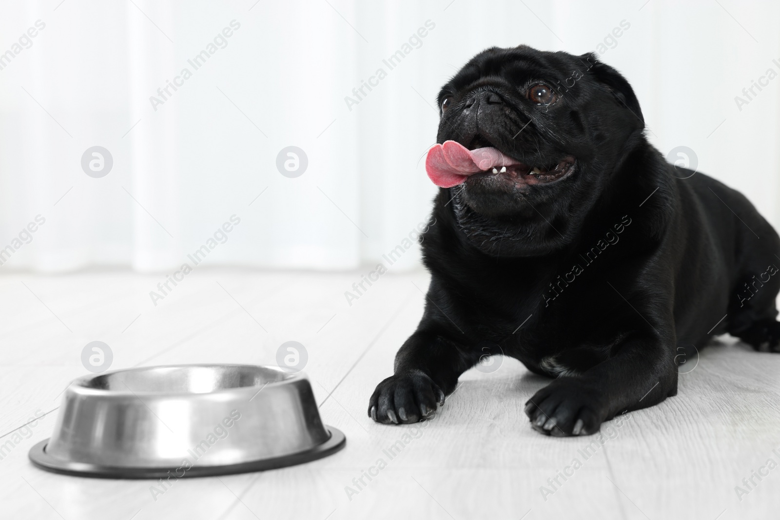 Photo of Cute Pug dog eating from metal bowl in room, space for text