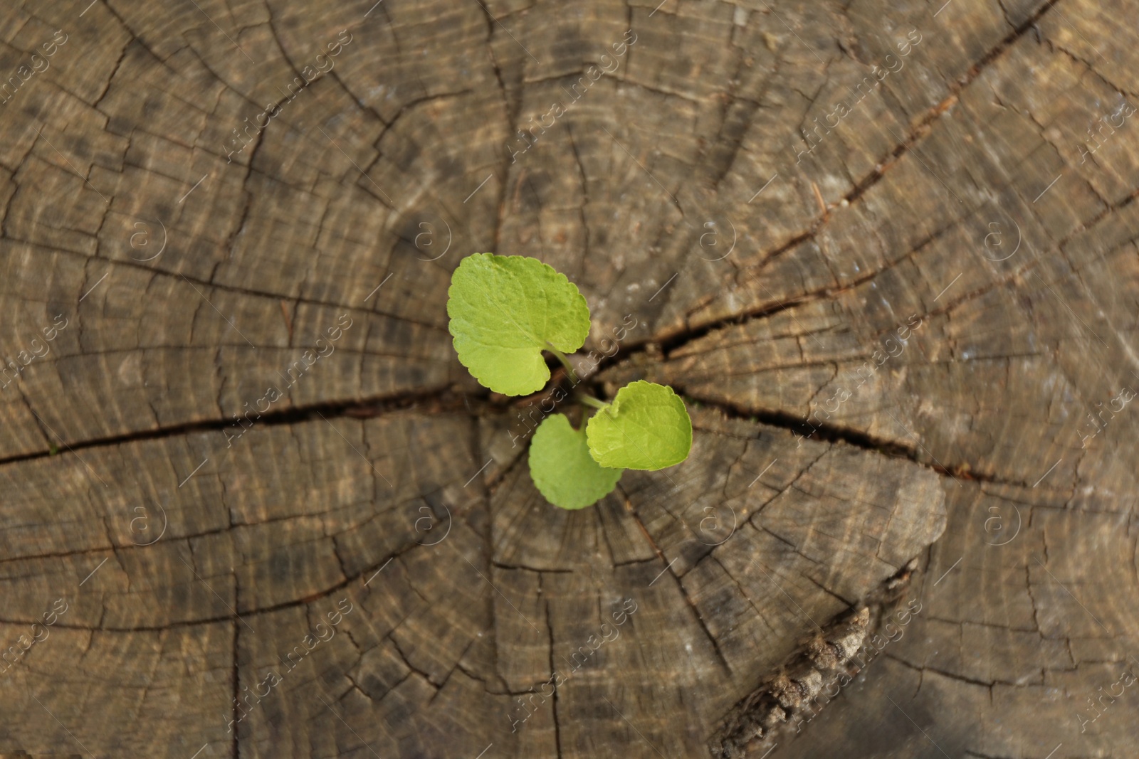 Photo of Young seedling growing from tree stump, top view. New life concept