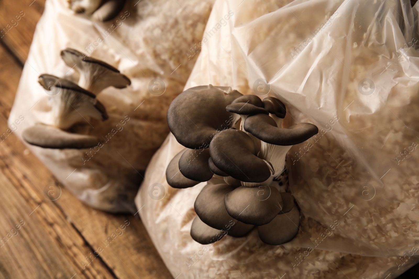 Photo of Oyster mushrooms growing in sawdust, closeup. Cultivation of fungi