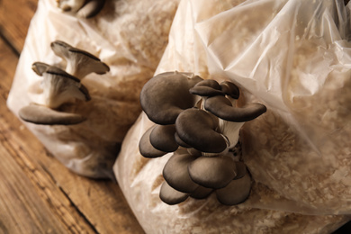 Photo of Oyster mushrooms growing in sawdust, closeup. Cultivation of fungi