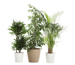 Photo of Pots with different exotic plants isolated on white. Home decor