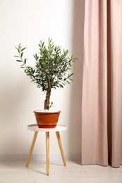 Beautiful potted olive tree on stool indoors
