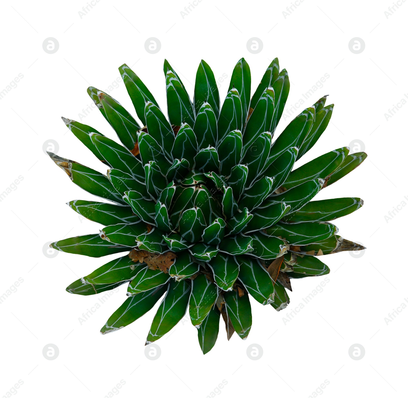 Image of Beautiful green agave on white background, top view
