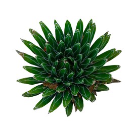 Image of Beautiful green agave on white background, top view