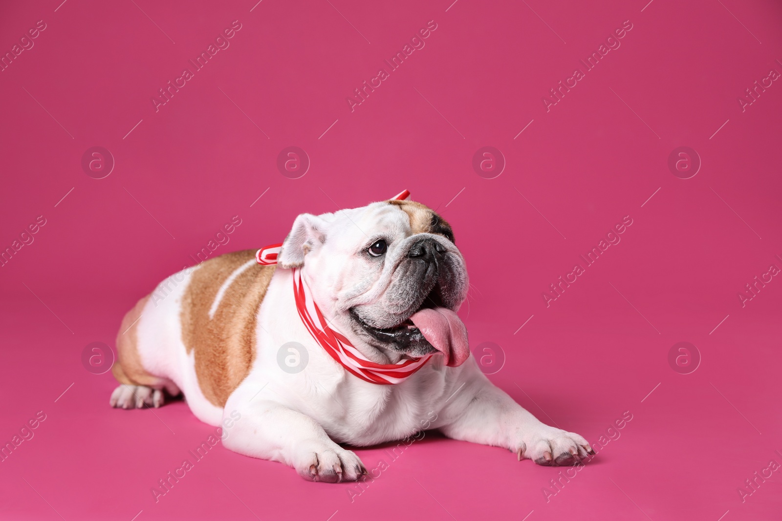 Photo of Adorable funny English bulldog with ribbon on pink background