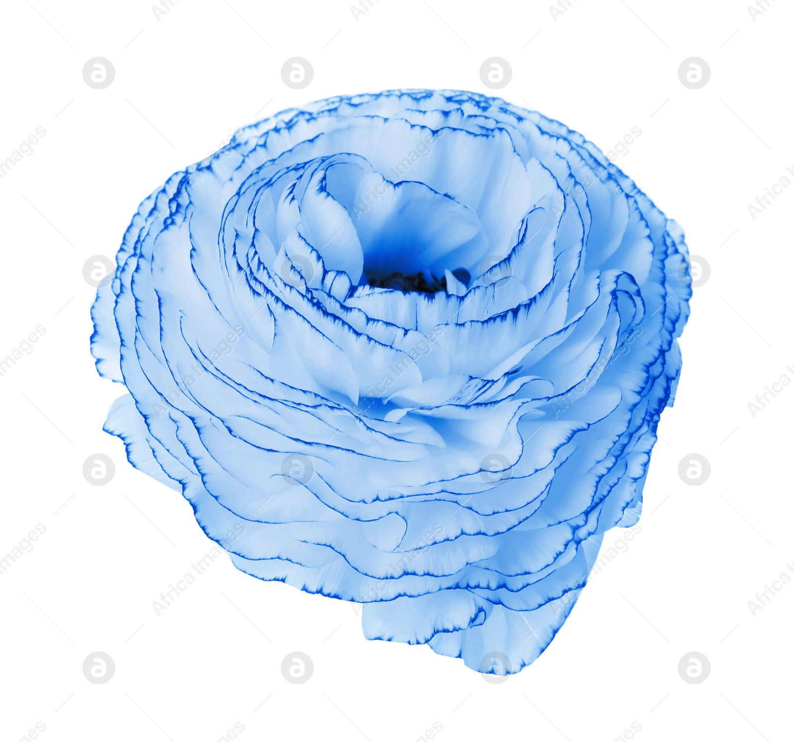 Image of Beautiful light blue ranunculus flower on white background