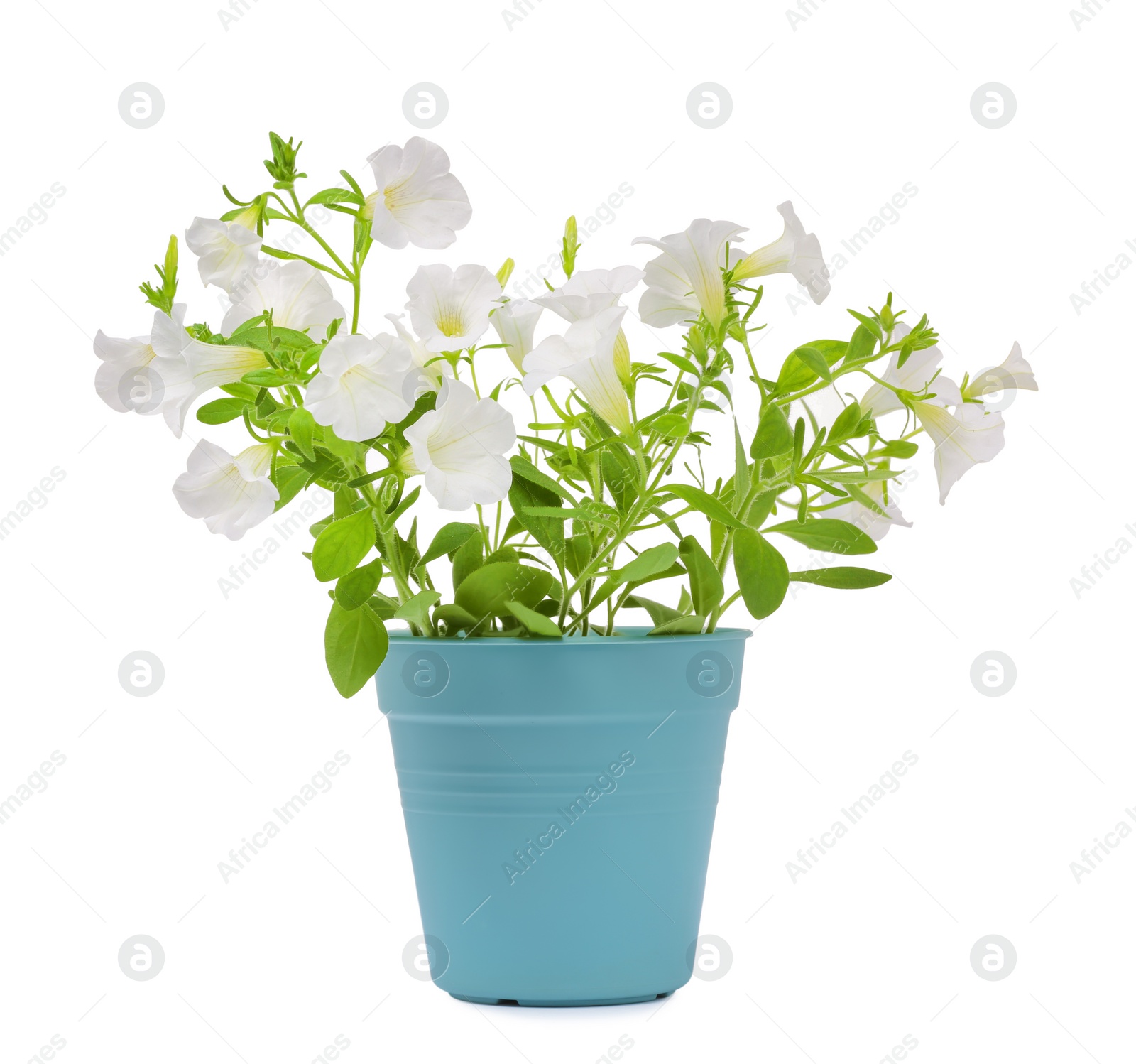 Photo of Beautiful petunia flowers in light blue pot isolated on white