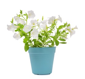 Photo of Beautiful petunia flowers in light blue pot isolated on white