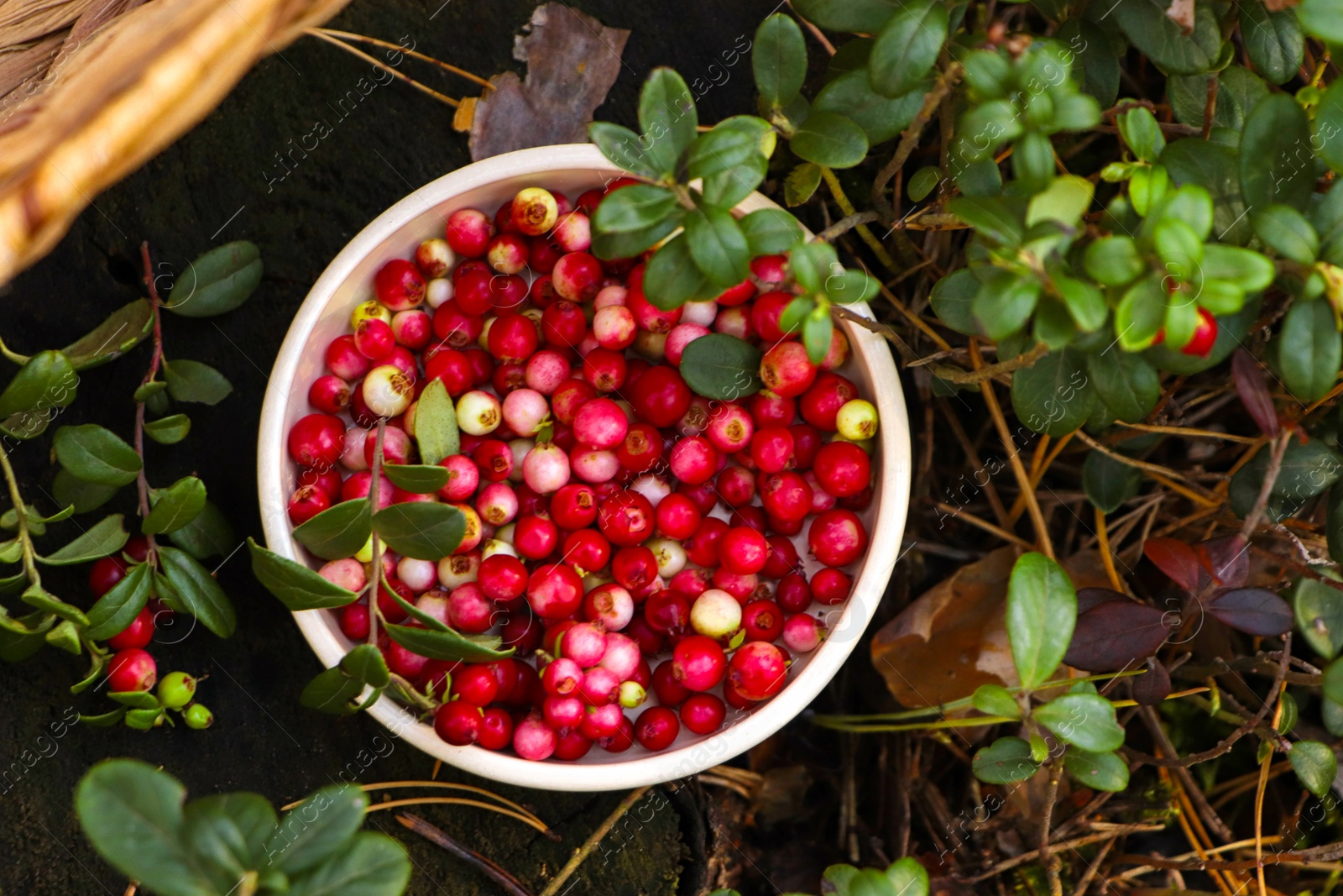 Photo of Bowl of delicious ripe red lingonberries outdoors, top view