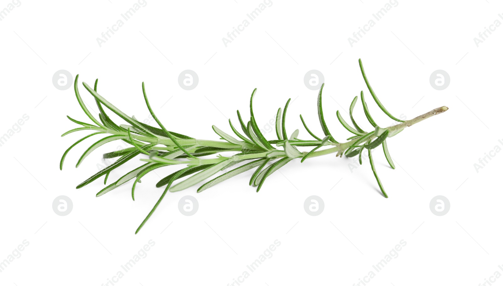 Photo of Sprig of fresh rosemary isolated on white