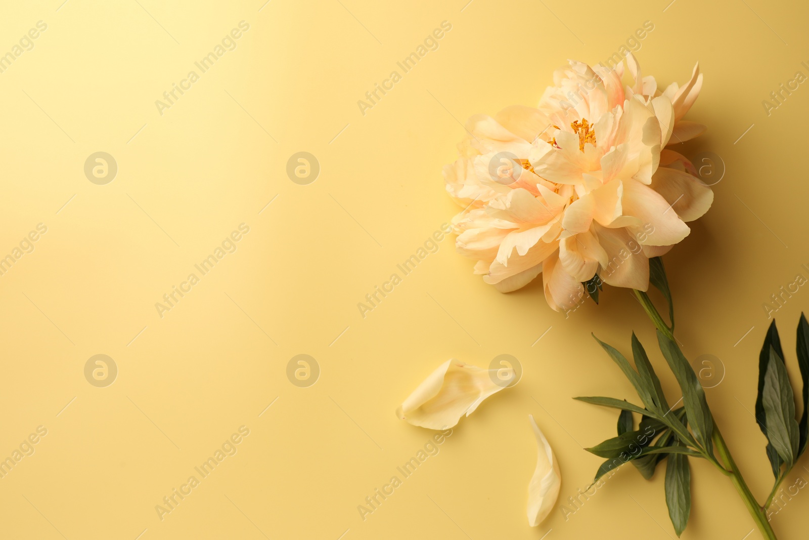 Photo of Beautiful peony flower and petals on pale yellow background, flat lay. Space for text