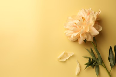 Beautiful peony flower and petals on pale yellow background, flat lay. Space for text