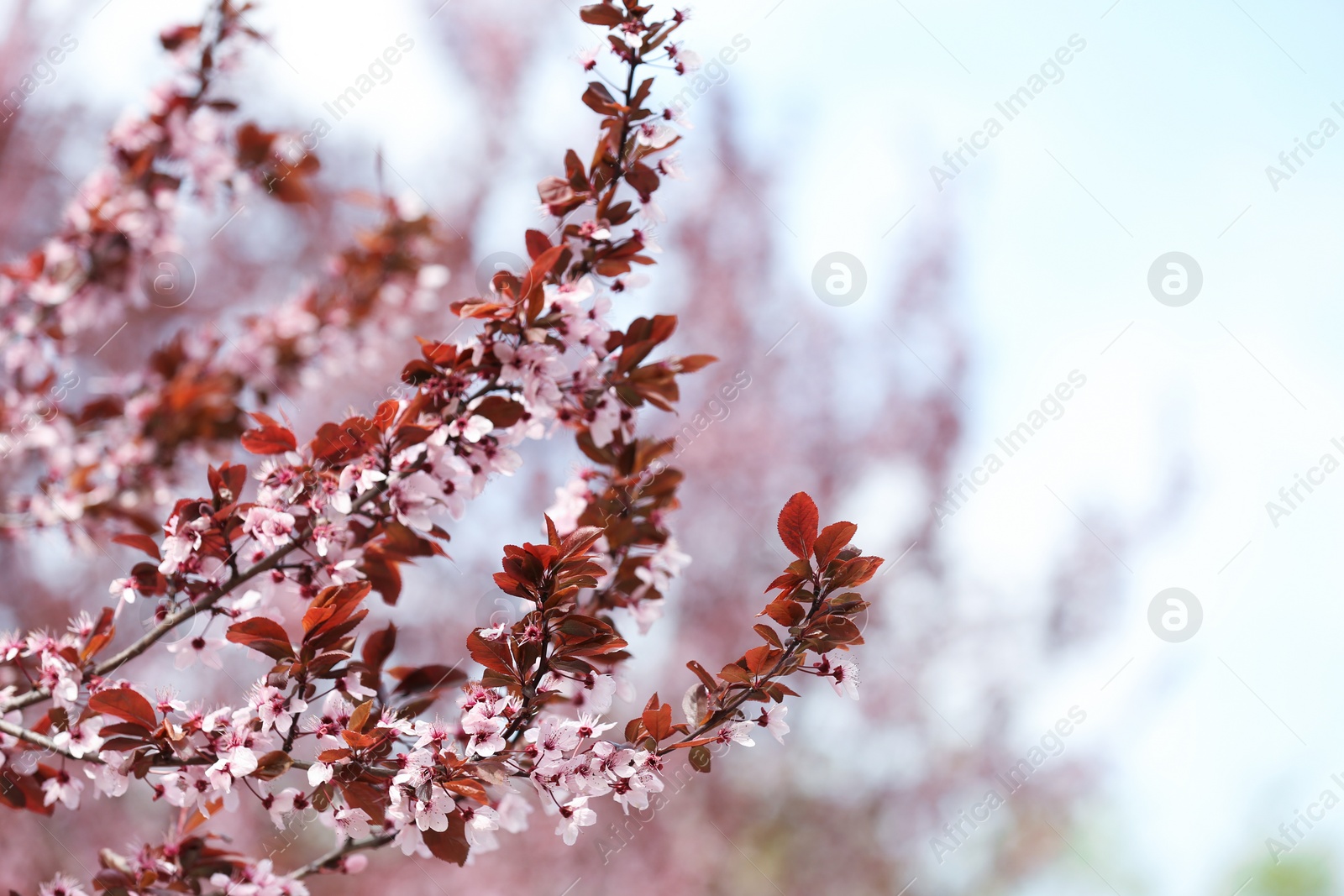 Photo of Tree branches with tiny tender flowers against sky, space for text. Amazing spring blossom