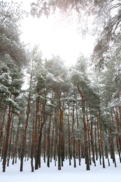 Photo of Picturesque view of beautiful forest covered with snow