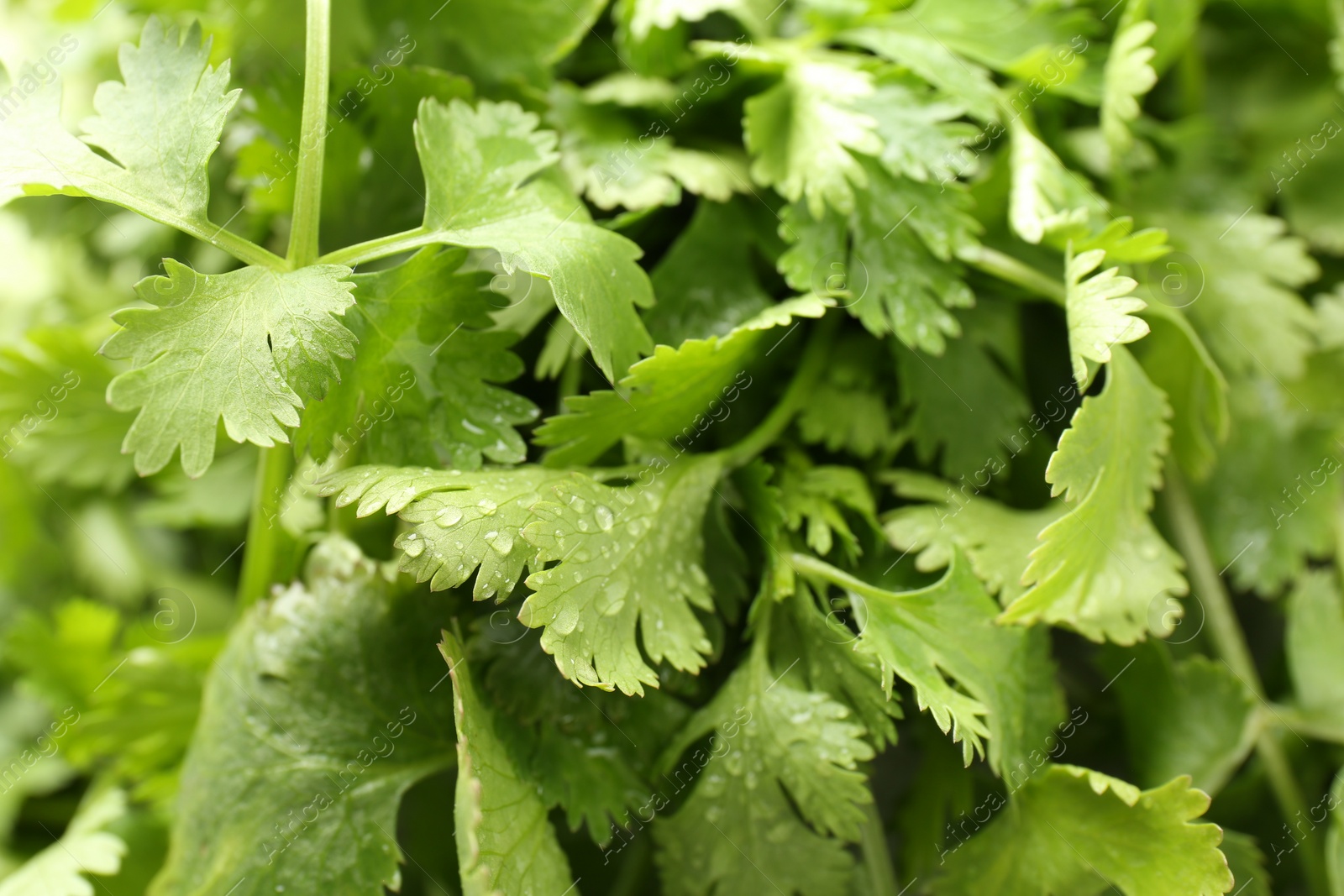 Photo of Fresh green coriander leaves as background, closeup