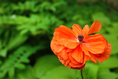 Photo of Beautiful red poppy flower in spring garden. Space for text