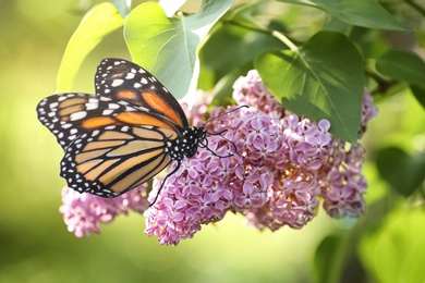 Image of Amazing monarch butterfly on lilac flowers in garden, closeup