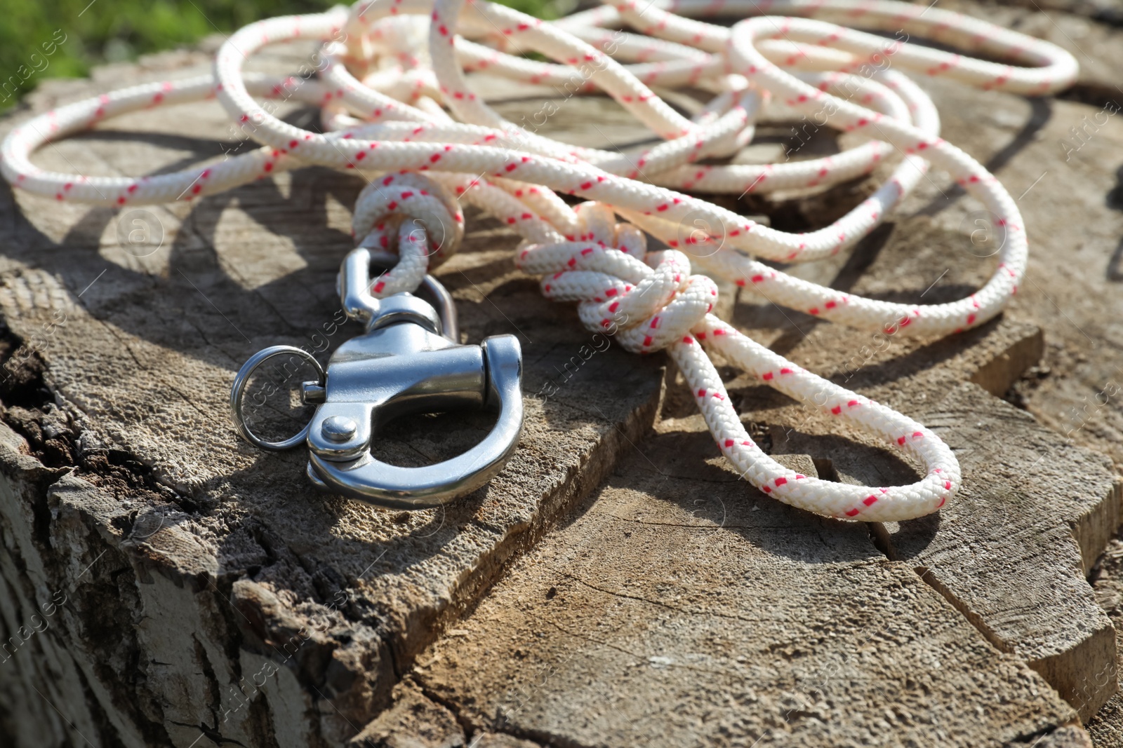 Photo of Climbing rope with carabiner on tree stump, closeup