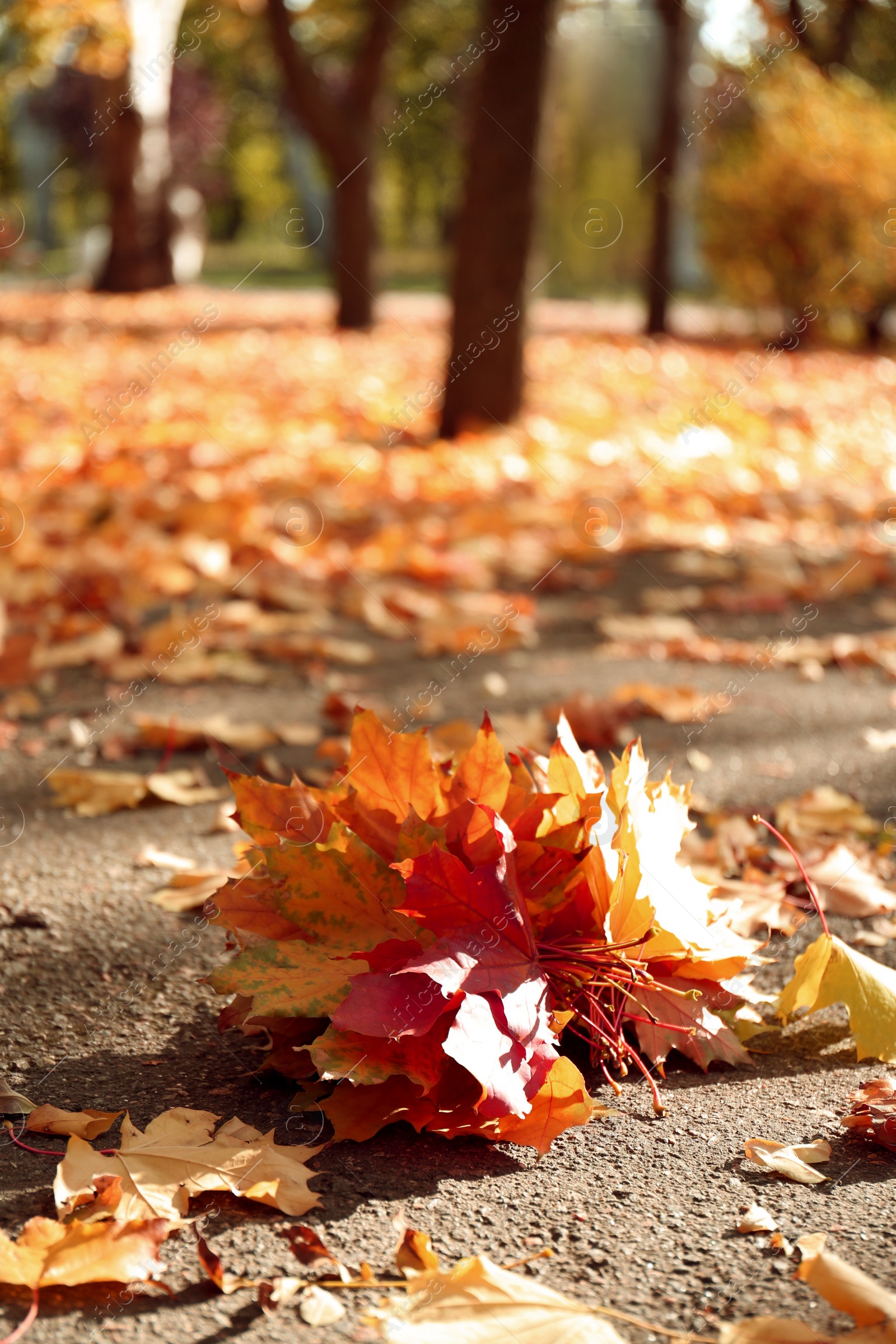 Photo of Bunch of yellow autumn leaves on road in park, closeup