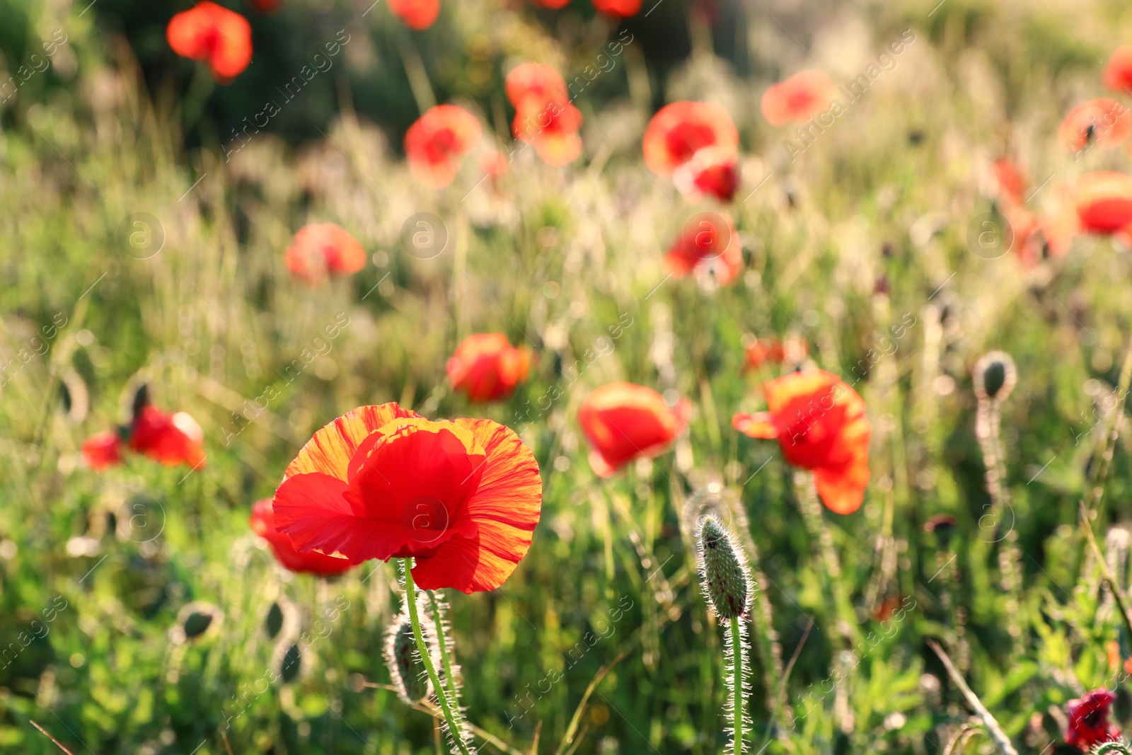 Photo of Beautiful blooming red poppy flower in field on sunny day. Space for text