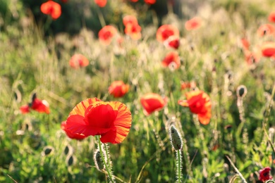 Photo of Beautiful blooming red poppy flower in field on sunny day. Space for text