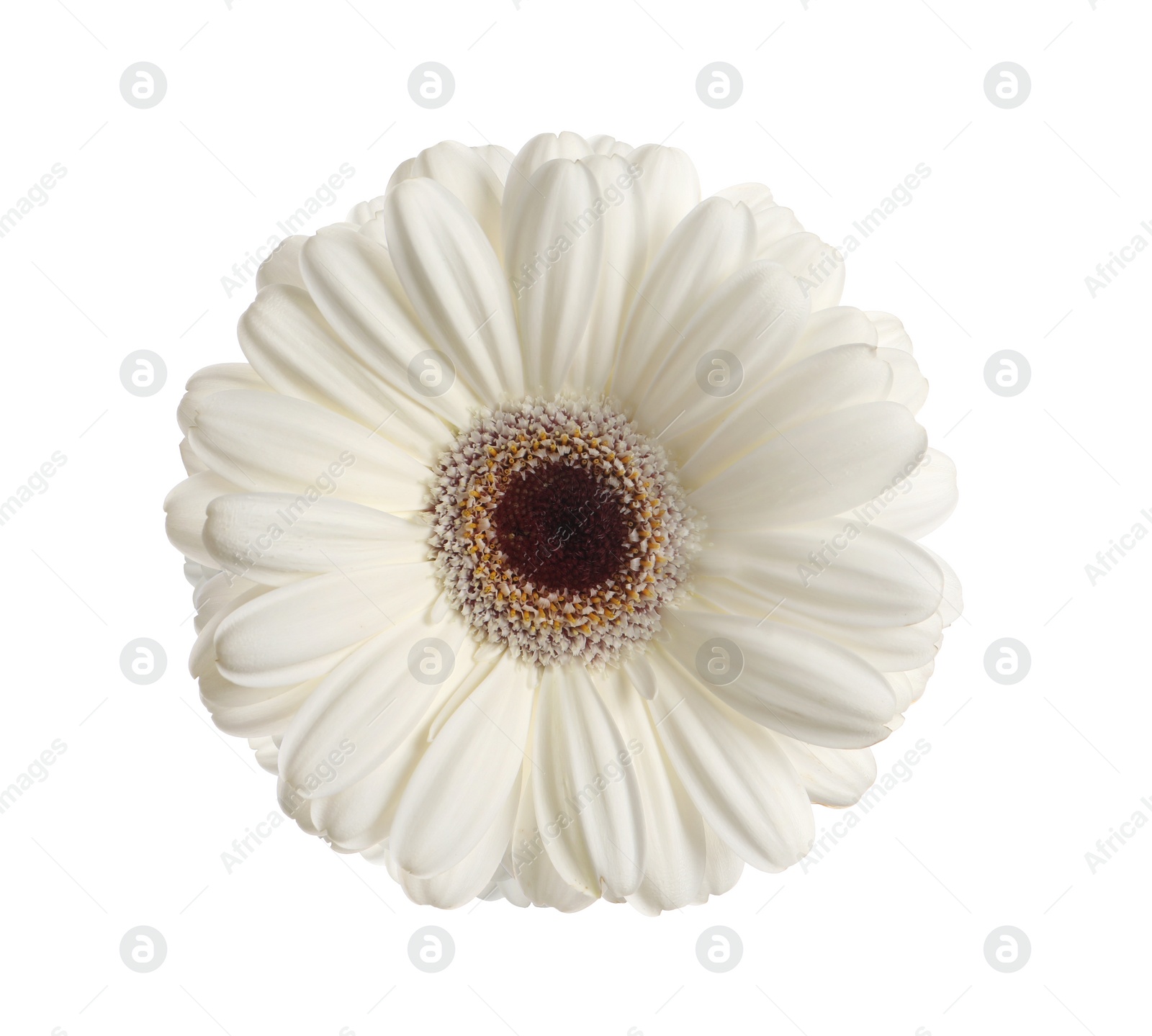 Image of Beautiful blooming gerbera flower isolated on white