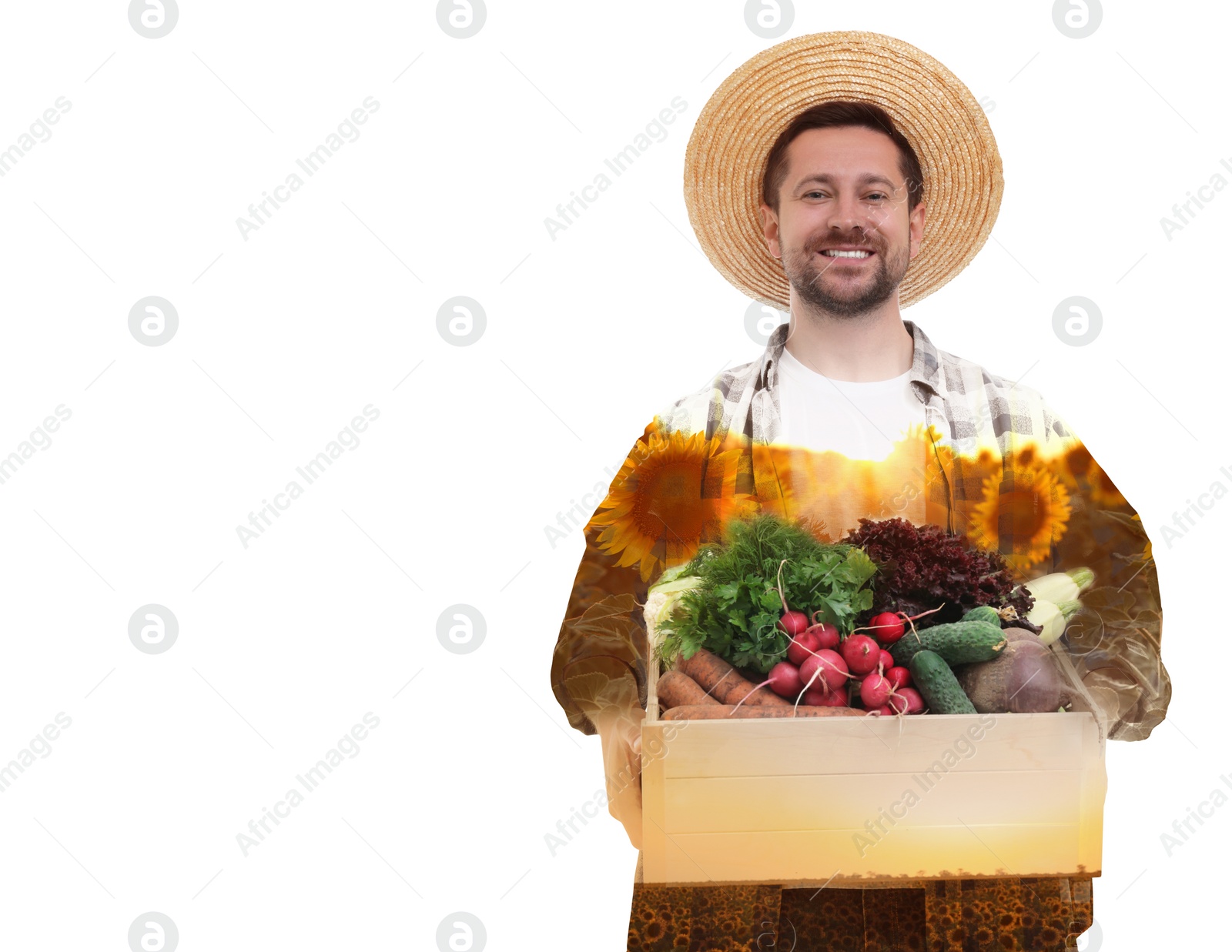 Image of Double exposure of farmer and sunflower field on white background