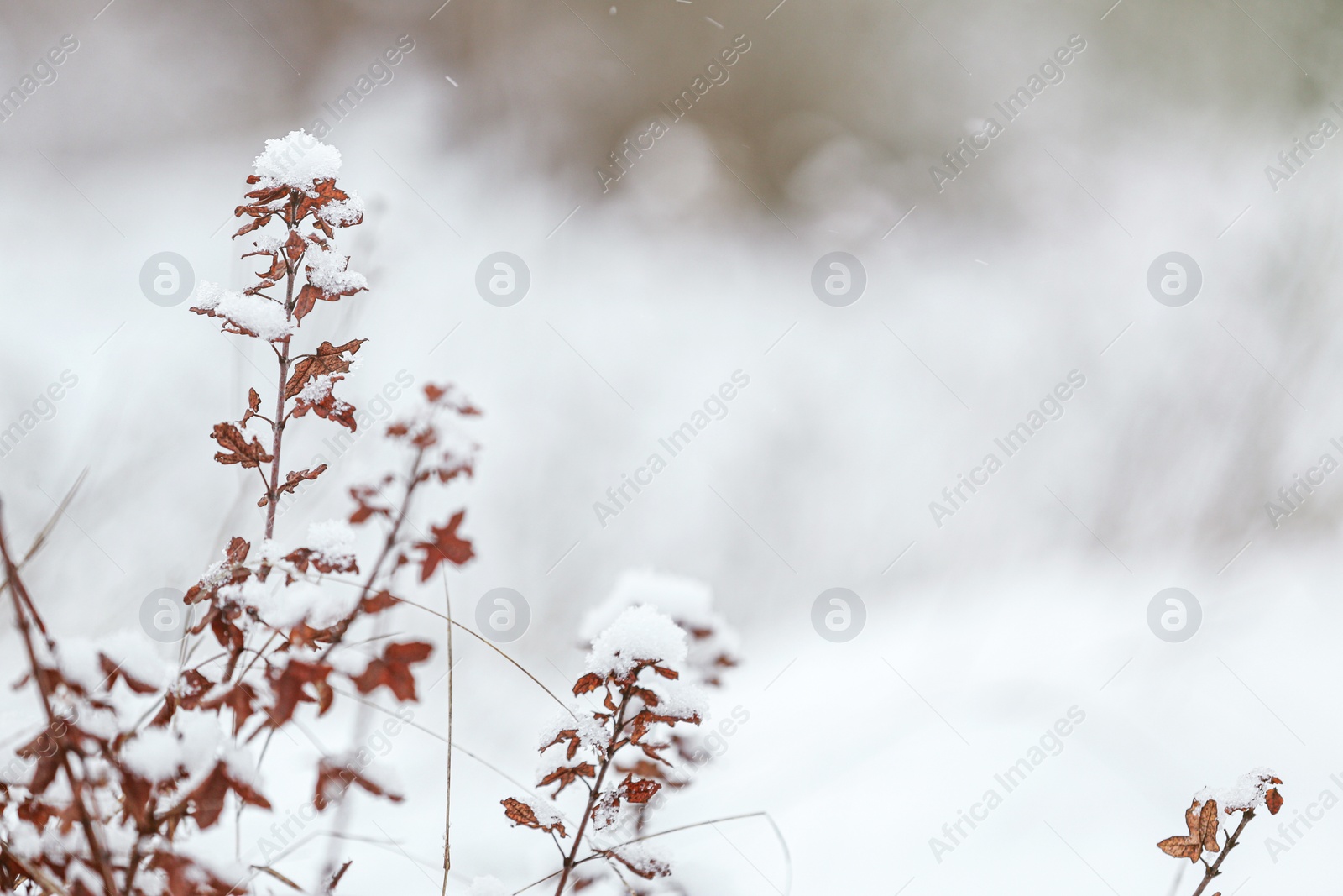 Photo of Branch of beautiful bush covered with snow outdoors on cold winter morning. Space for text