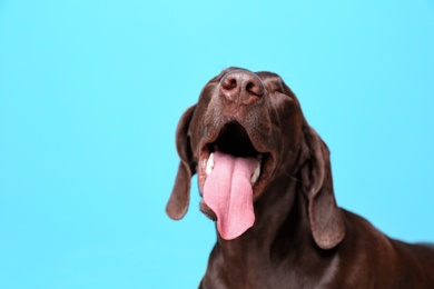 Photo of German Shorthaired Pointer dog on color background