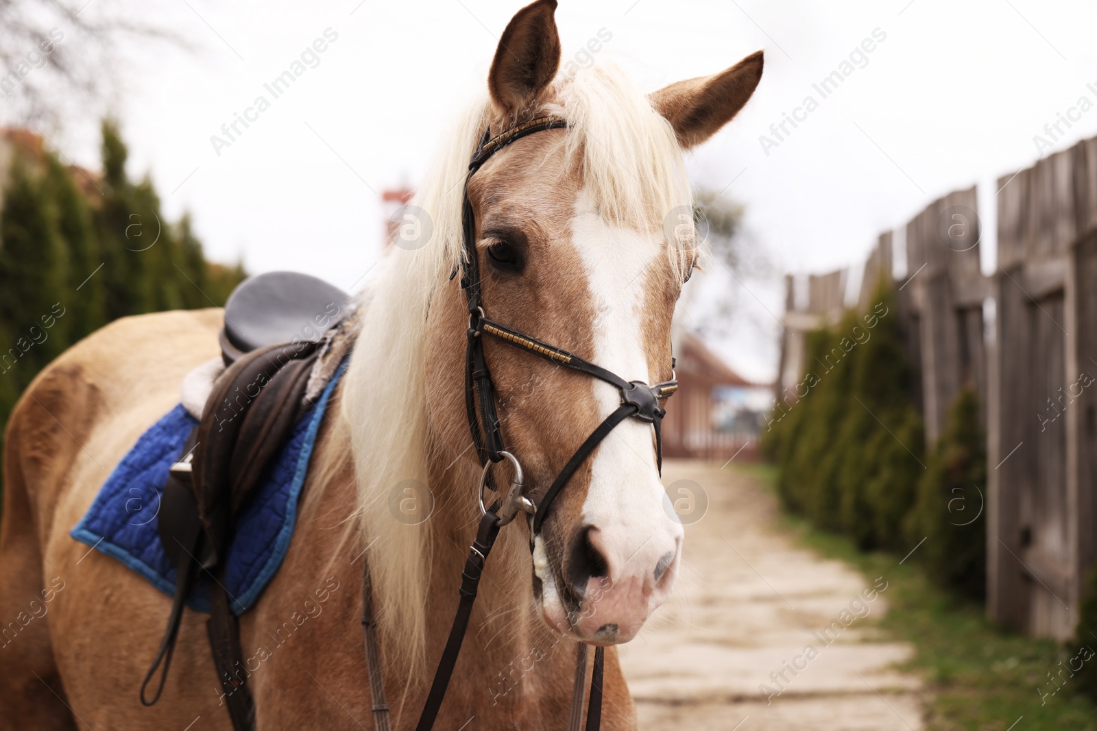 Photo of Adorable horse walking outdoors. Lovely domesticated pet