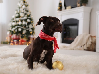 Cute dog with Christmas ball at home