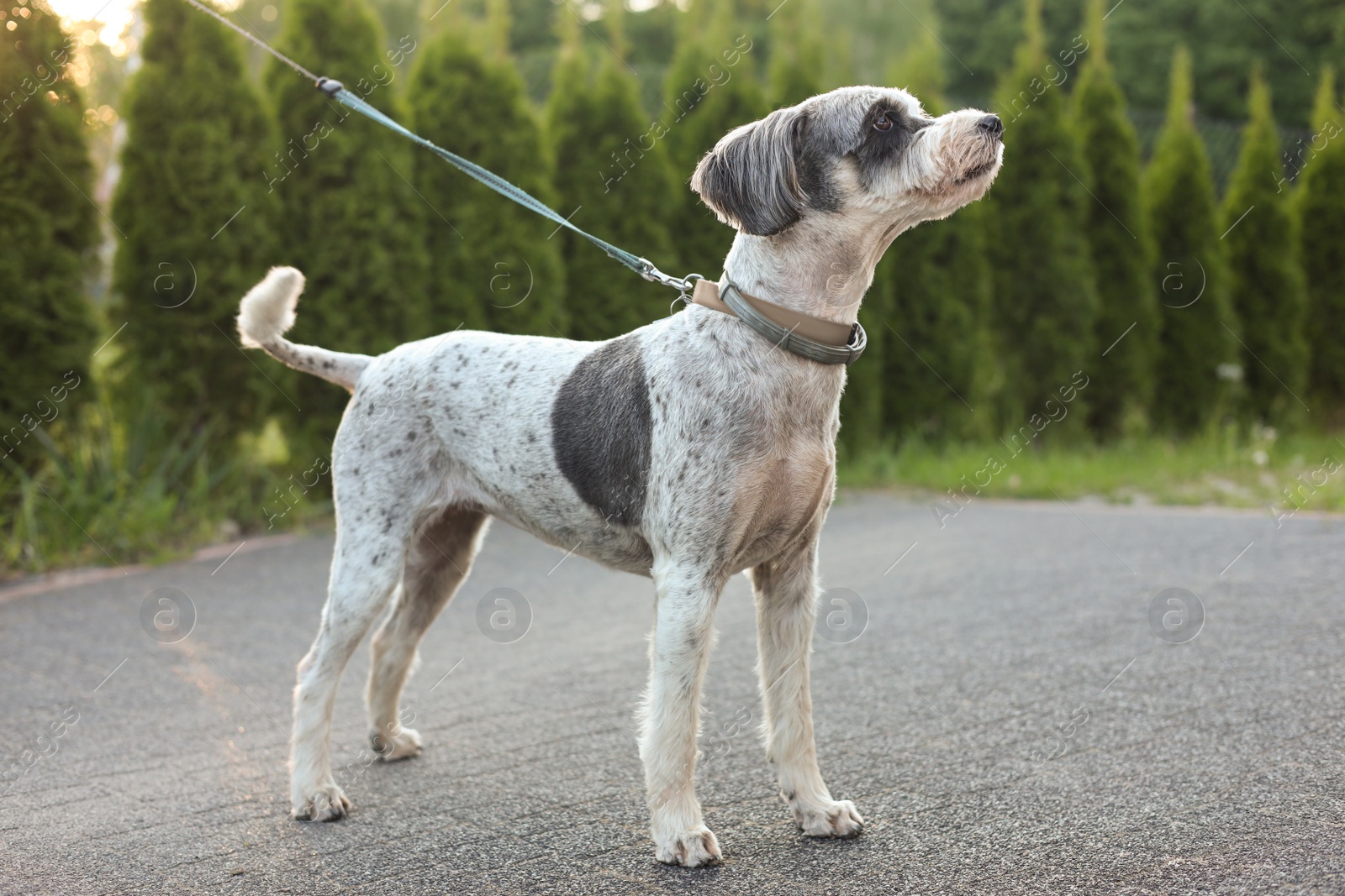 Photo of Cute dog with leash outdoors on spring day