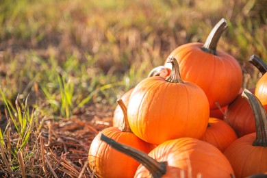 Many ripe orange pumpkins in field, space for text