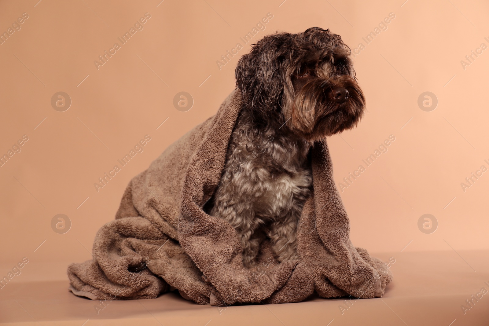 Photo of Cute dog with towel on light brown background