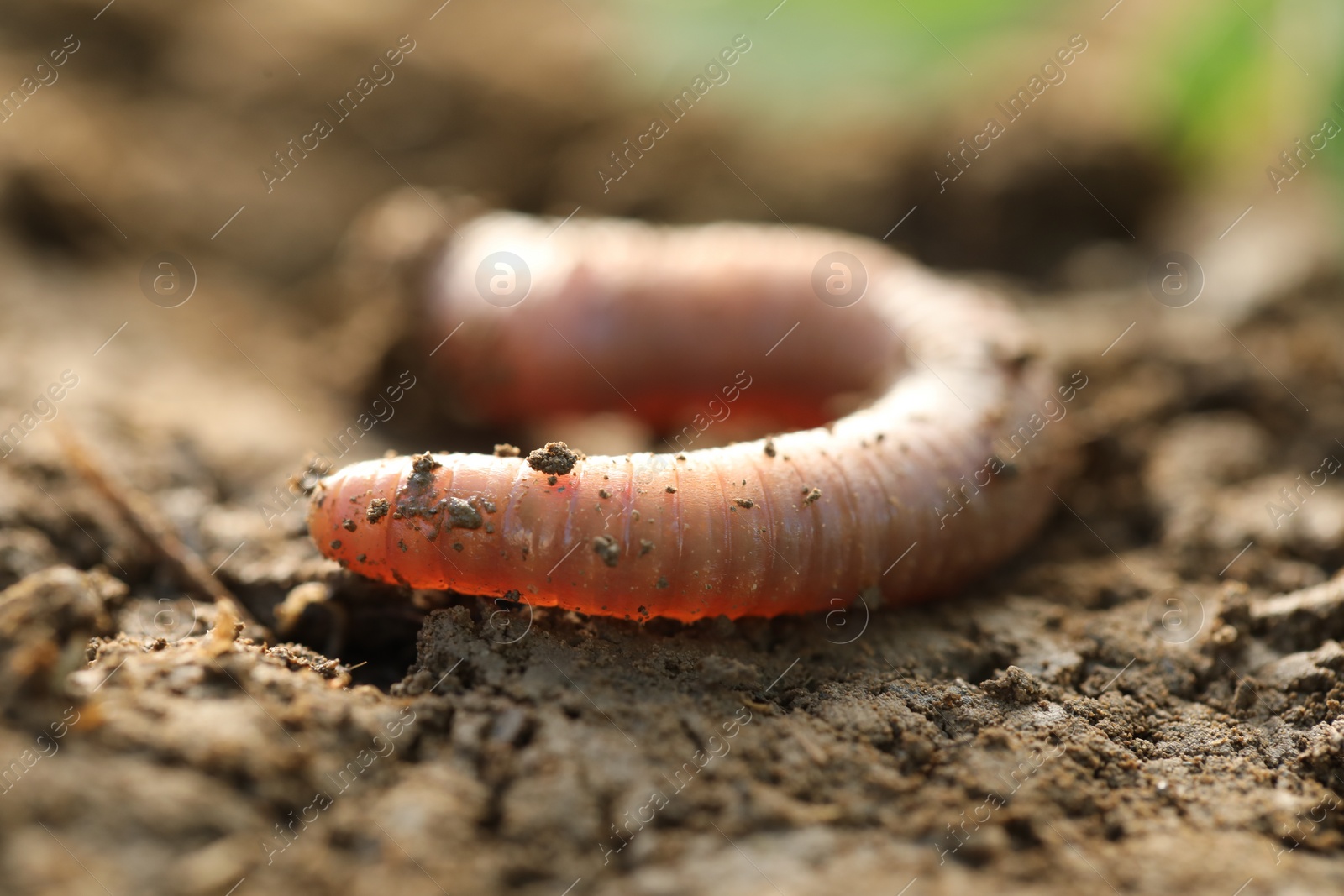 Photo of One worm crawling in wet soil, closeup