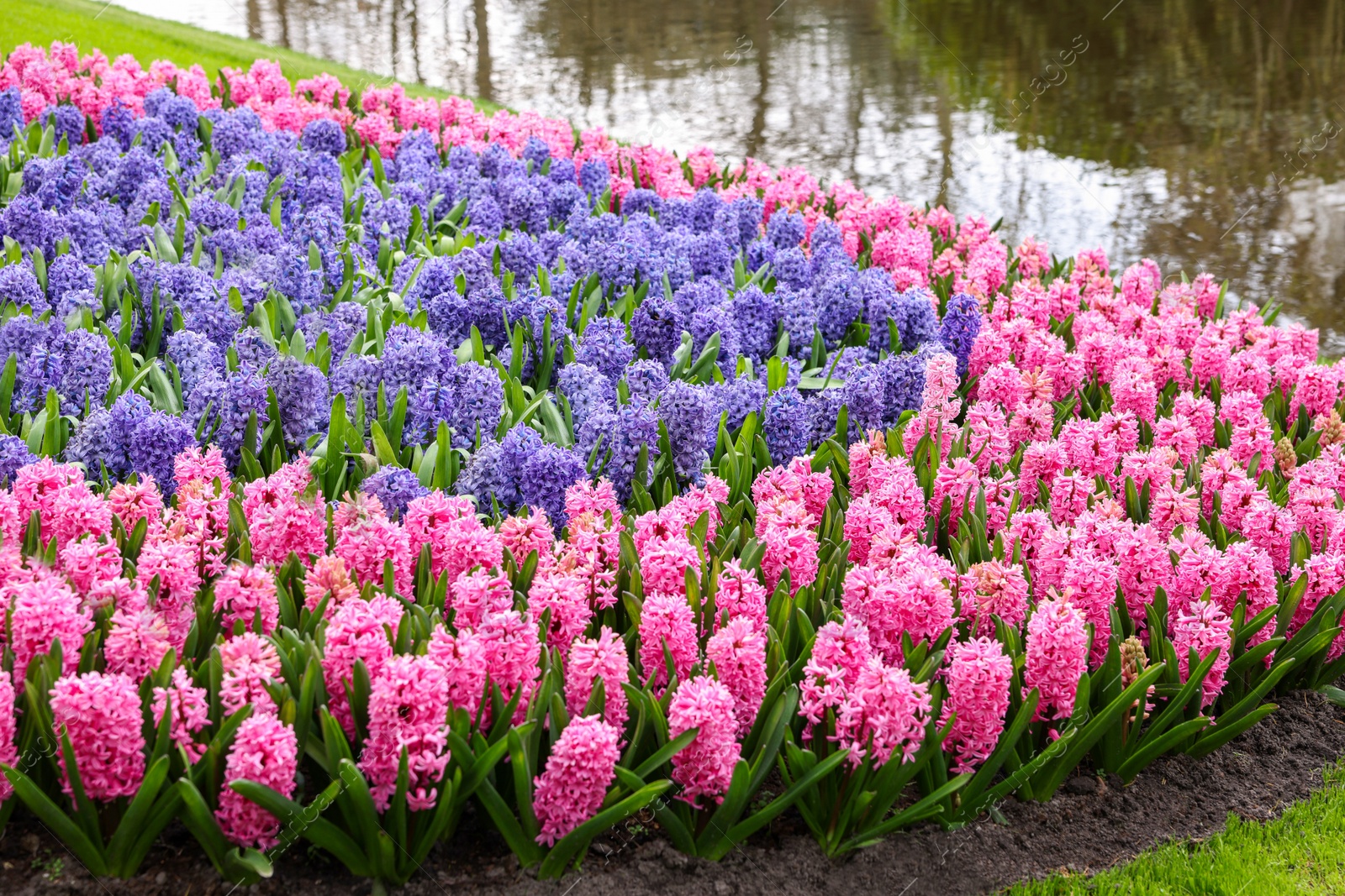 Photo of Beautiful pink and blue hyacinth flowers growing in park