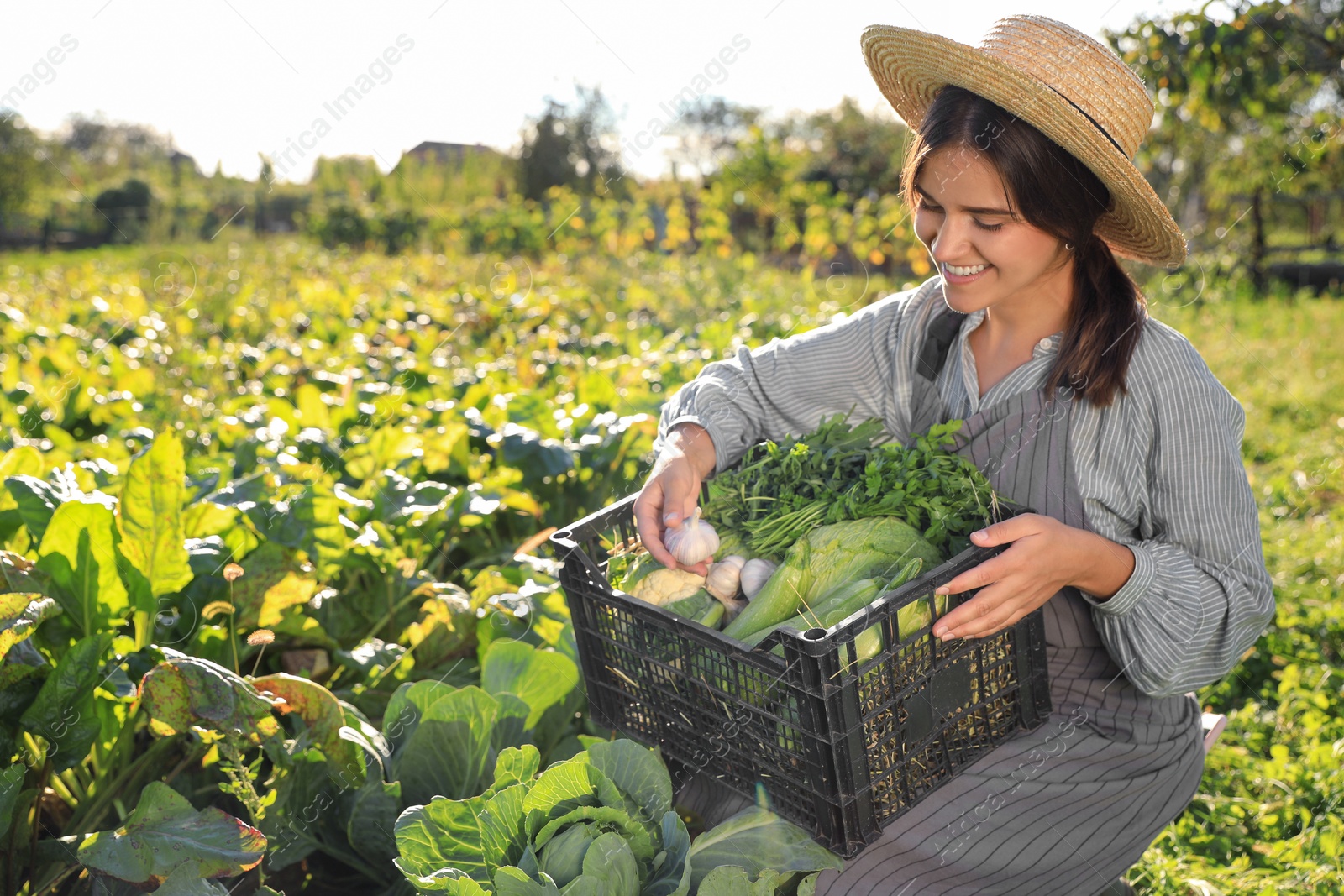 Photo of Woman harvesting different fresh ripe vegetables on farm