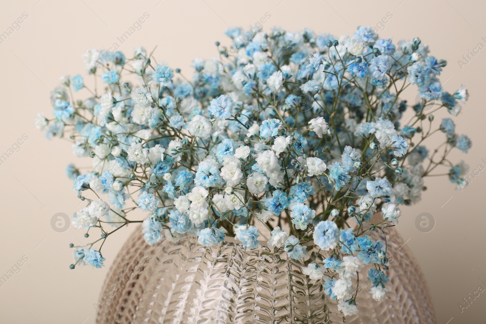 Photo of Beautiful gypsophila flowers in vase on beige background, closeup