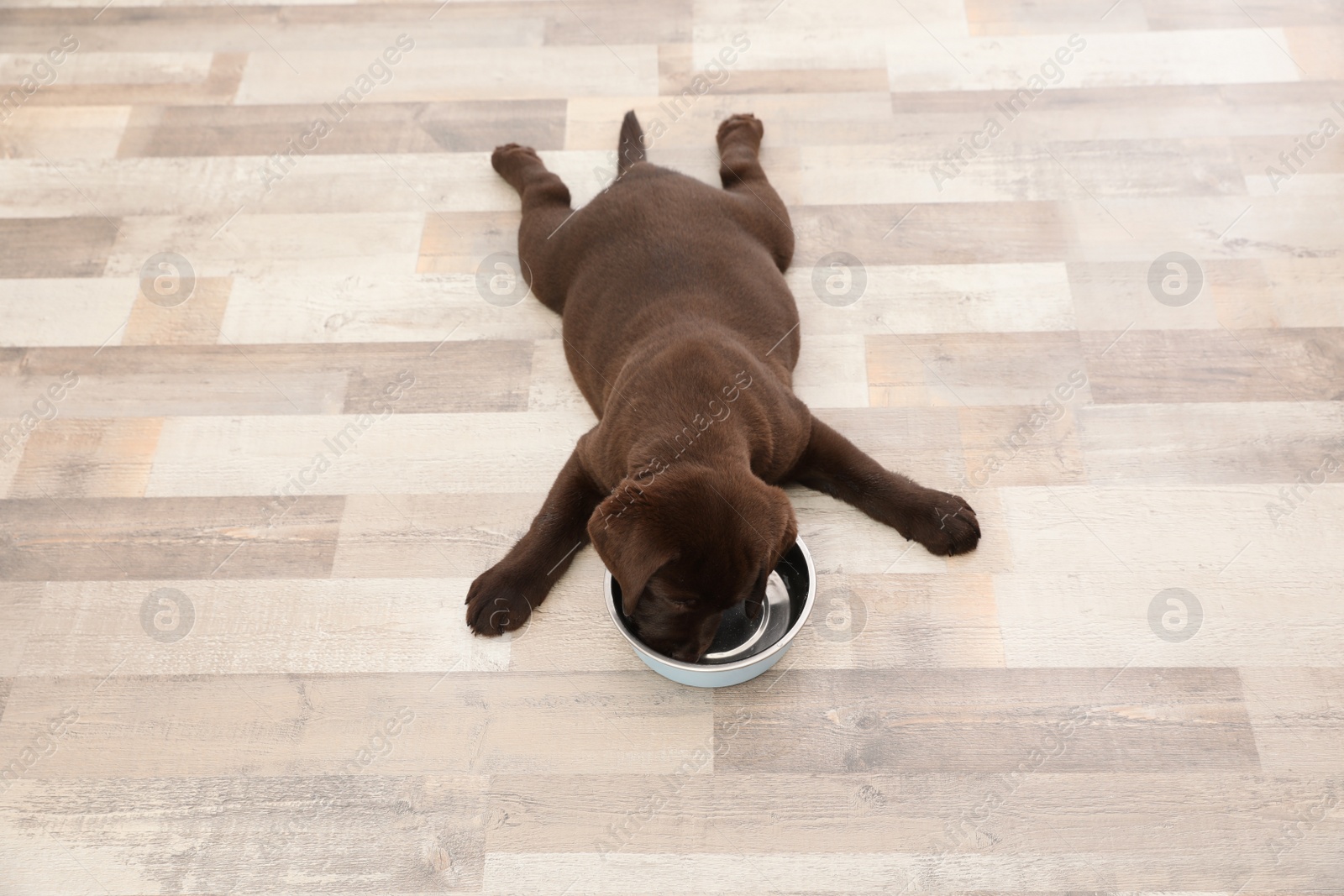 Photo of Chocolate Labrador Retriever puppy with empty food bowl at home, above view