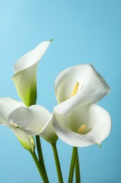 Photo of Beautiful calla lily flowers on light blue background