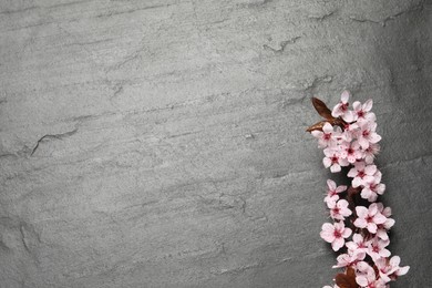 Photo of Beautiful sakura tree blossoms on black background, top view. Space for text
