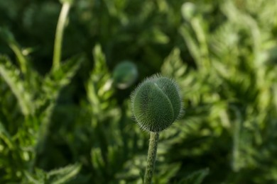 Photo of Beautiful poppy plant with flower bud outdoors, closeup view