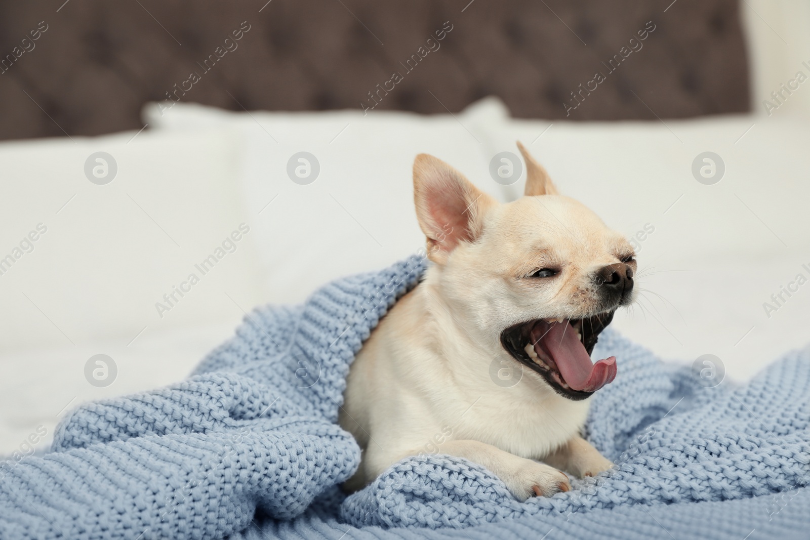 Photo of Adorable Toy Terrier under light blue knitted blanket on bed. Domestic dog