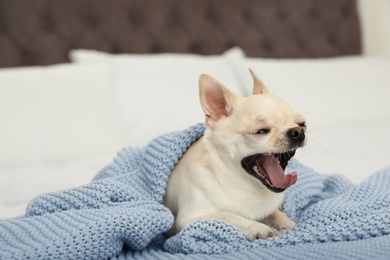 Adorable Toy Terrier under light blue knitted blanket on bed. Domestic dog