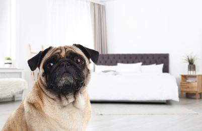 Image of Cute dog in room, space for text. Pet friendly hotel 