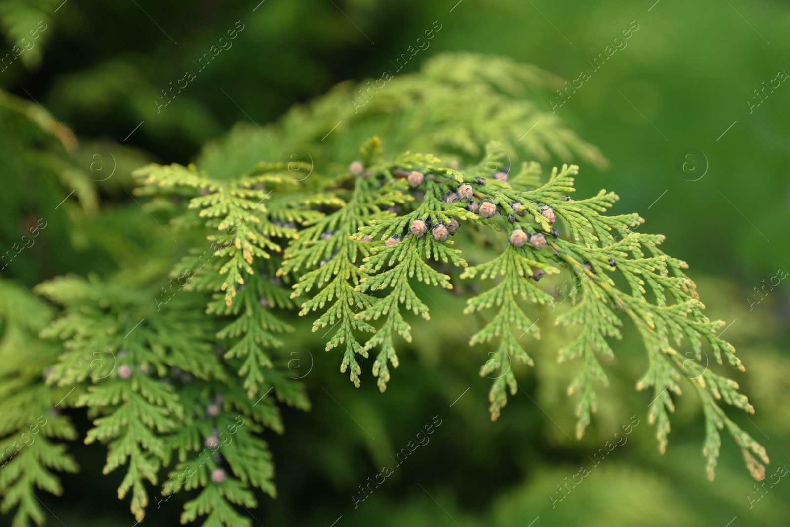 Photo of Green branches of beautiful thuja tree outdoors, closeup