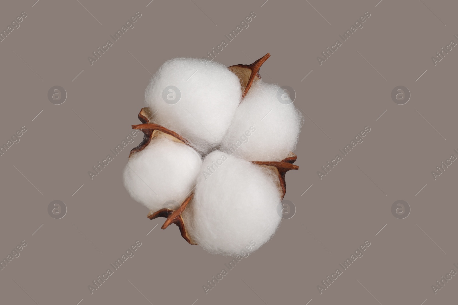 Photo of Beautiful fluffy cotton flower on beige background, top view