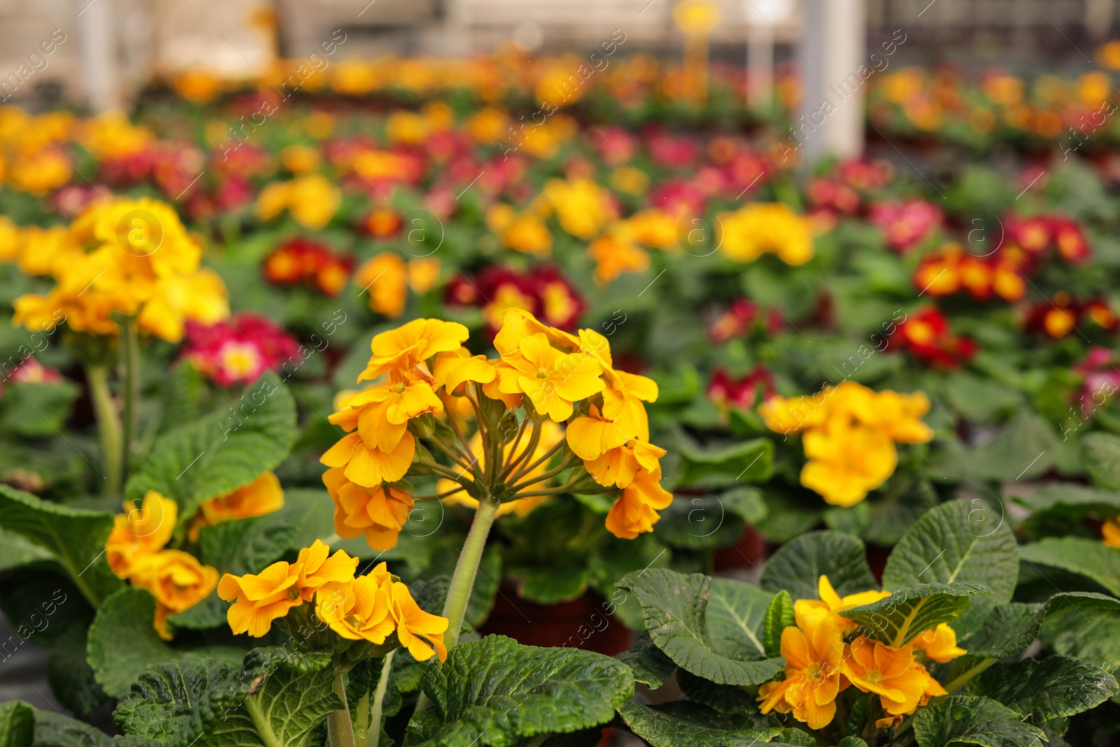 Photo of Many blooming flowers in greenhouse, closeup view with space for text. Home gardening